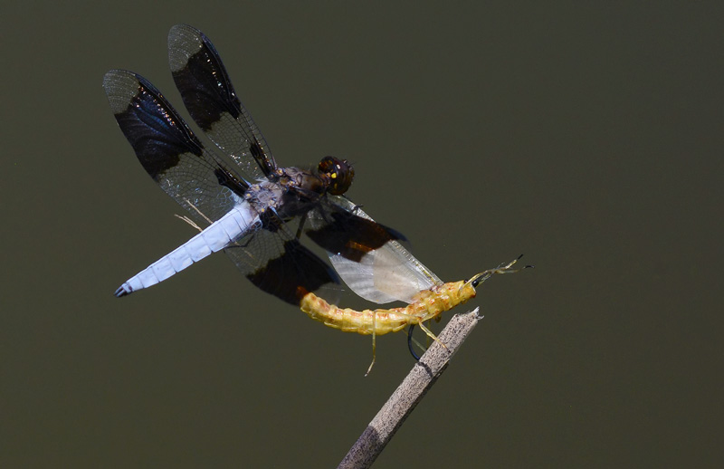 pretty blue and black dragonfly landing on a replica mayfly fishing fly