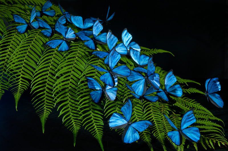 Blue morpho butterfly replicas photographed on a beautiful fern