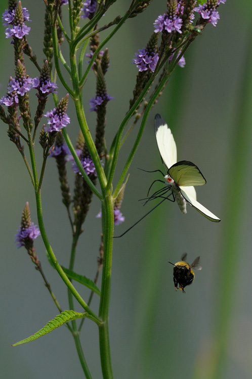 White Glider Butterfly