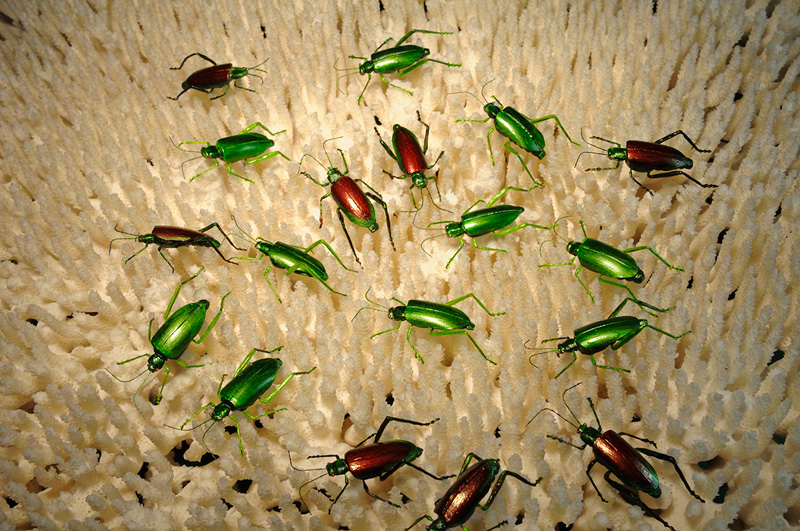 iridescent green and red beetles