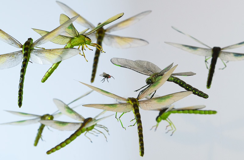 Three realistic green dragonfly replicas chasing a fake housefly model