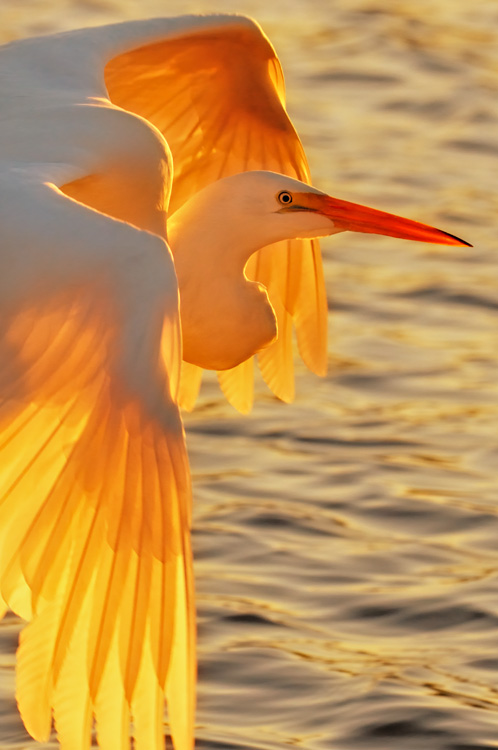 Great Egret in sunset glow light