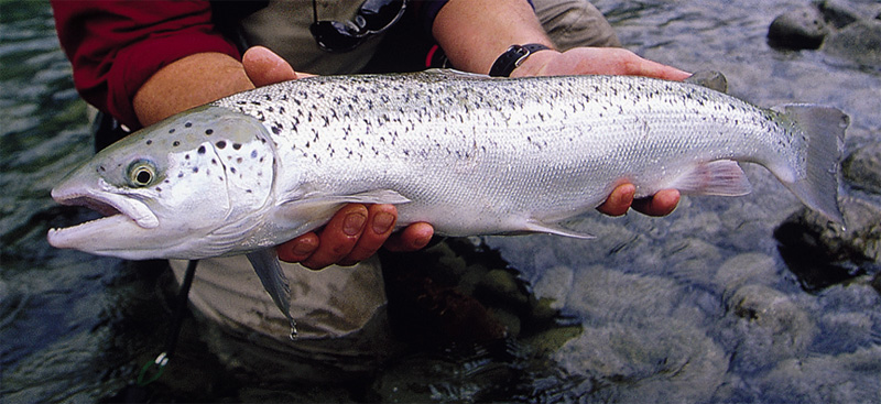 A rare Atlantic Salmon, caught and released on the Pacific side of the Andes mountains