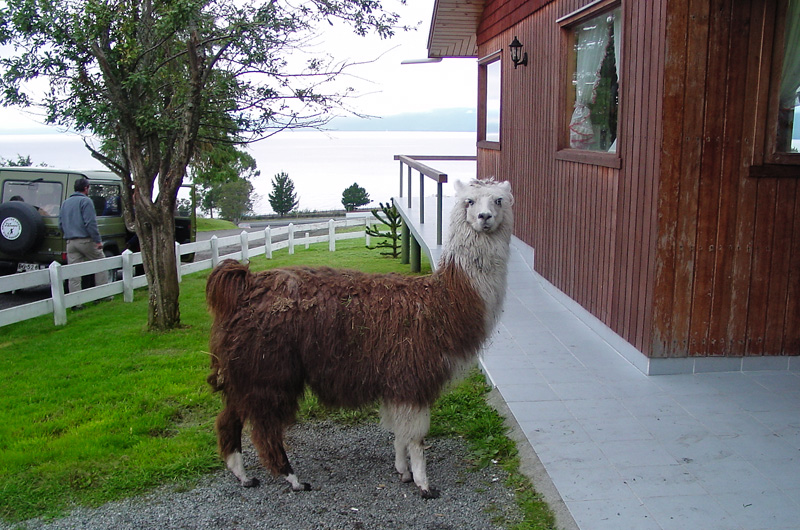 A friendly Llama at the lodge by Rio Petrohue
