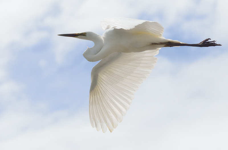 White Heron photographed in flight close up 