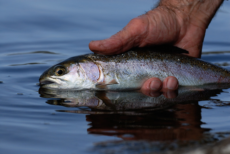 bright Sierra rainbow trout