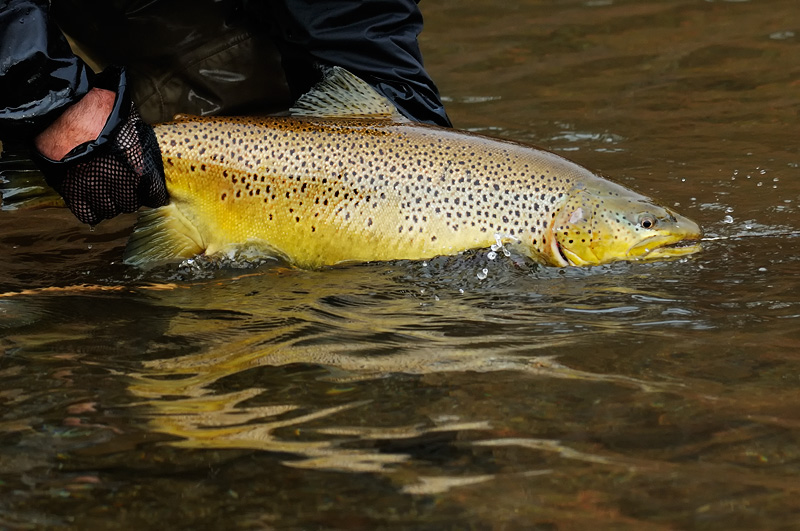 releasing a huge female brown trout