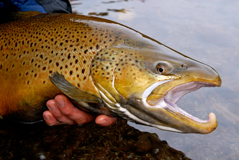 big male brown trout close up photo, fly fishing photography sure is fun