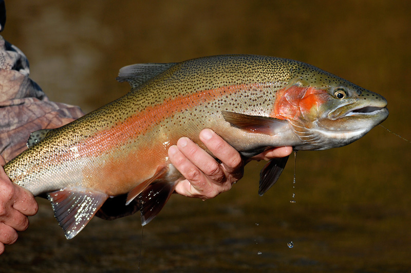 steelhead rainbow trout photo taken with a Nikon 300mm f/4 lens