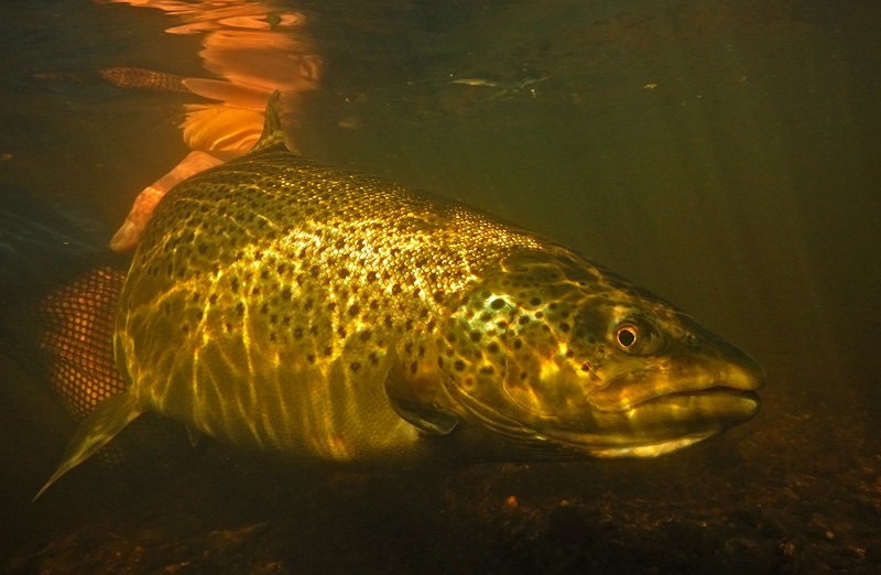 sunlight penetrates the water and lights up a brown trout