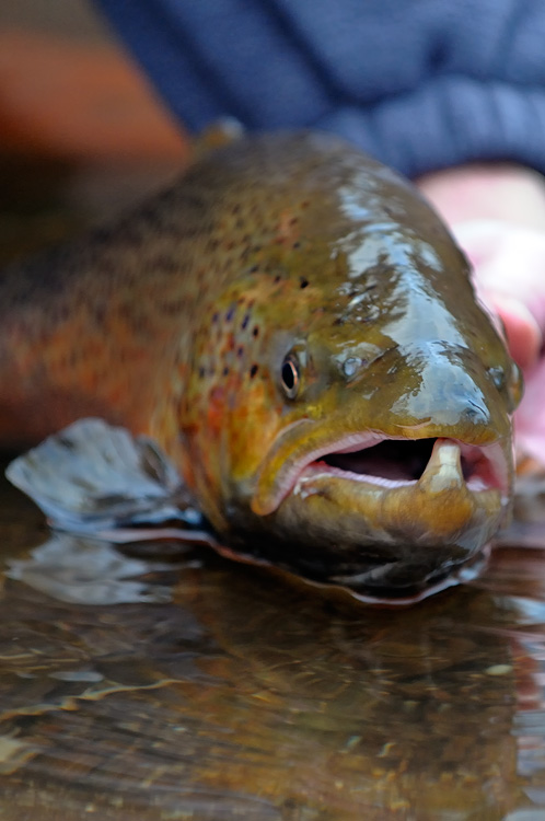brown trout portrait photography