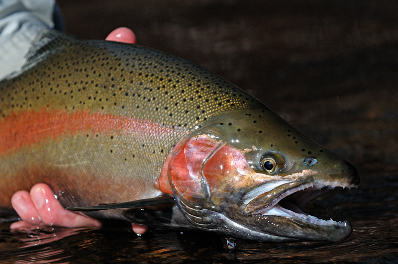 spectacular looking steelhead rainbow trout