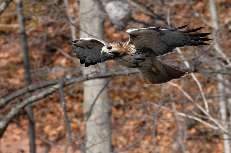 Red-tailed hawk diving towards prey