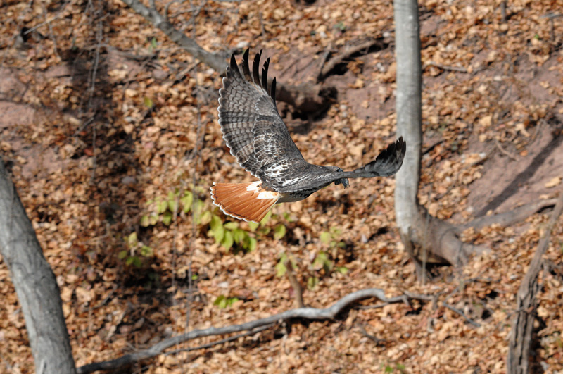 hawk soaring upwards towards its perch