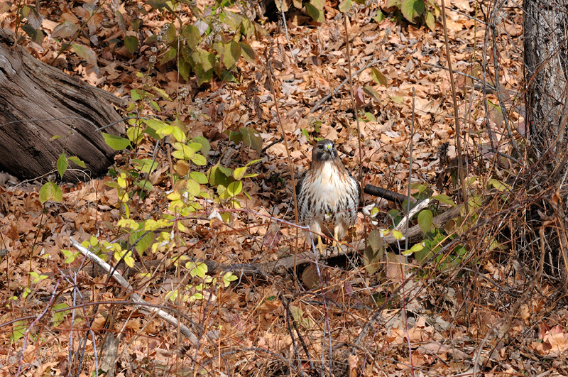 Red-tailed hawk standing on the ground
