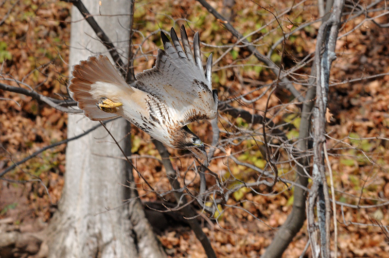 hawk diving to the ground to see what was rustling in the fallen leaves