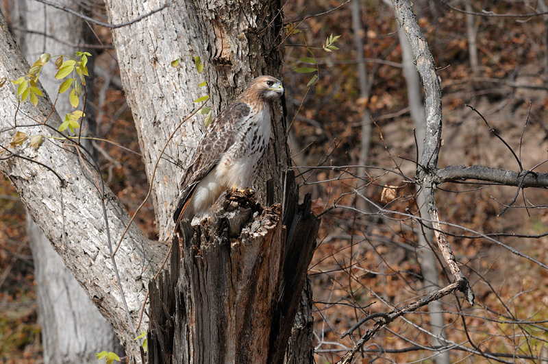 Majestic hawk sitting on its perch 