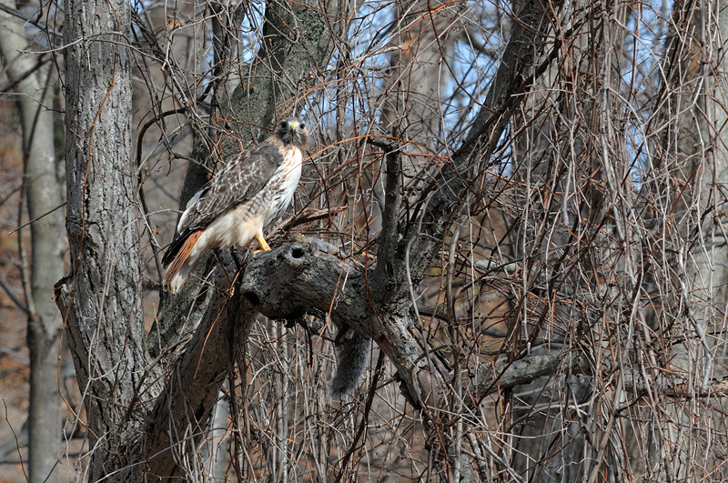 Gorgeous Red-tailed hawk eating a large gray squirrel up in a tree