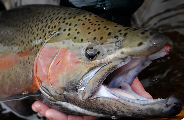 close up shot of a gorgeous steelhead rainbow trout face