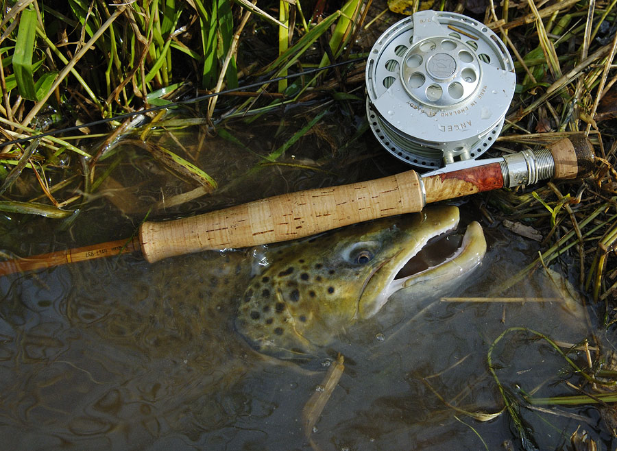 large male brown trout next to a Hardy Angel fly reel