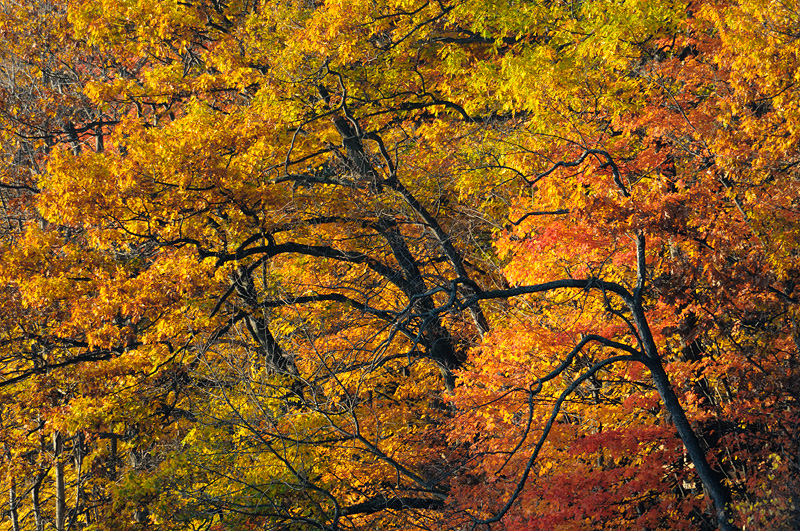 Upstate New York fall foliage