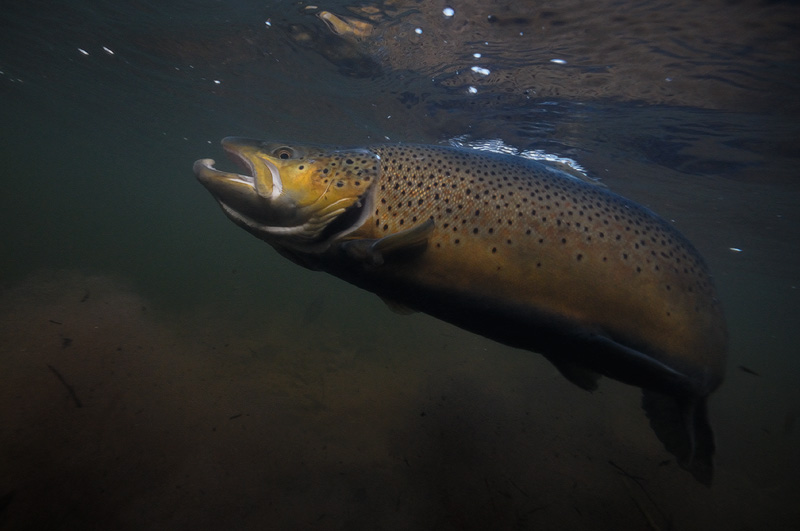 large monster brown trout underwater