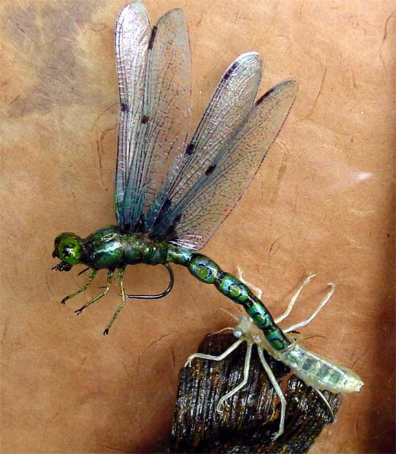 Framed artistic realistic emerging dragonfly  