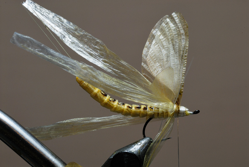 Fly Fishing Addicts: User Forum • View topic - Hex