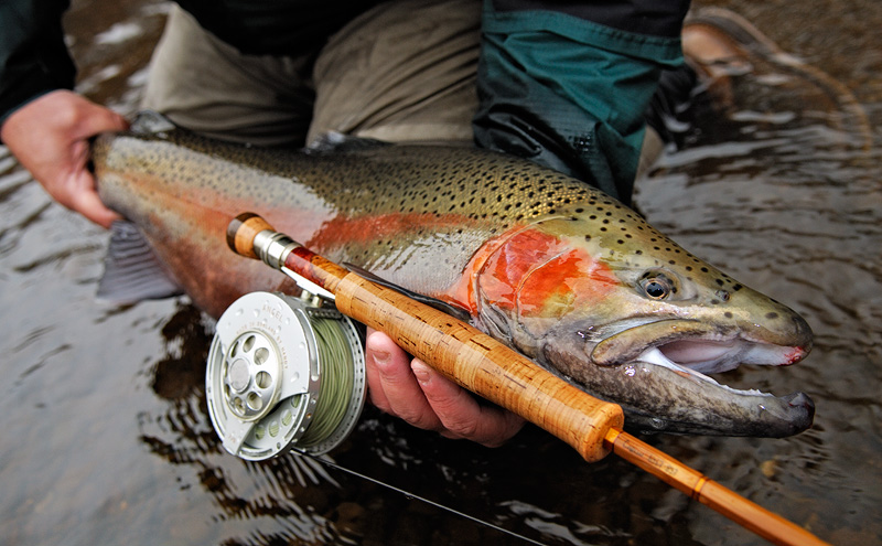 A magnificently colored steelhead rainbow trout