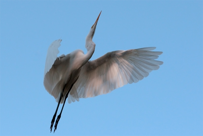 Beautiful Great Egret about to land in a tree