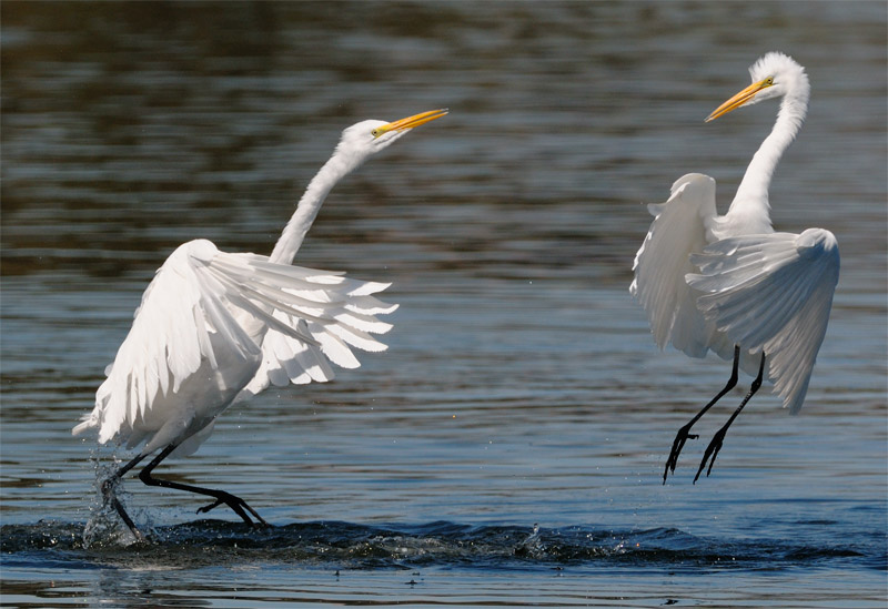 Great Egret at play on the lake