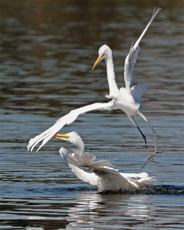Great Egrets having fun