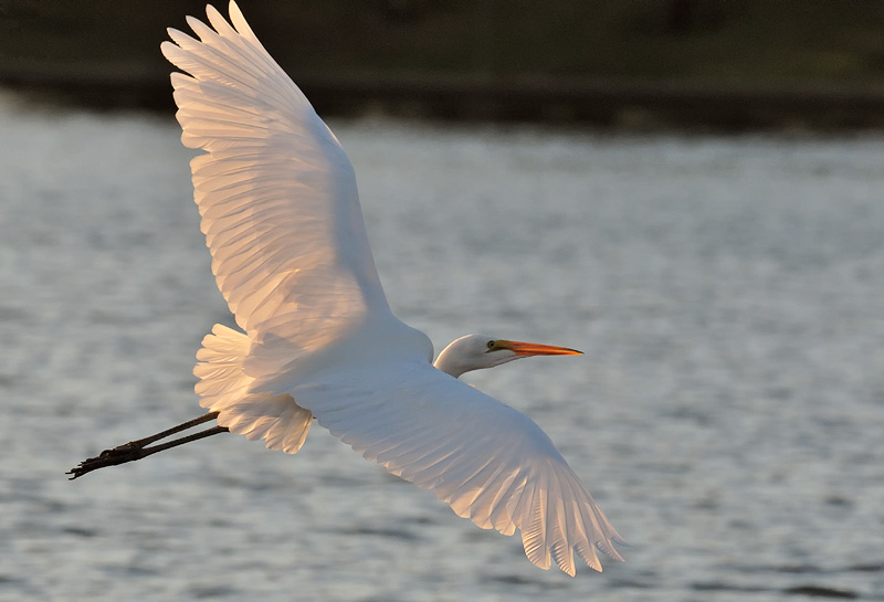 Great Egret sunset flight, nice light through the wings
