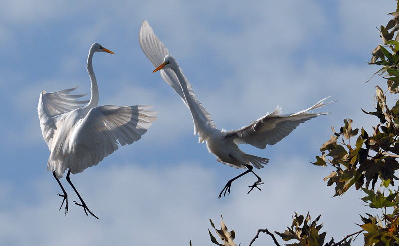 Pair of Great Egret performing a mid air ballet