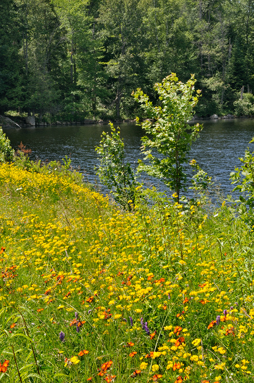 Adirondack Wildflowers at Tupper Lake New York