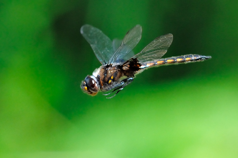 Fly Dragonfly