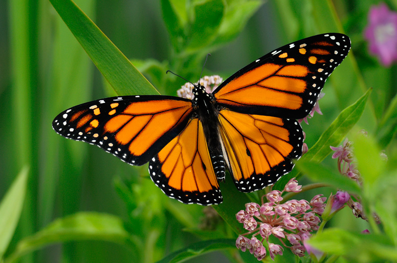 Beautiful monarch butterfly wings