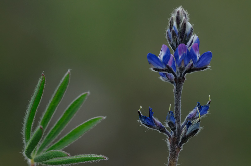 Young Lupine Blossoming