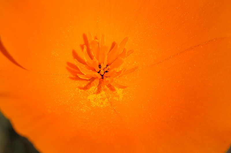 Poppy Pollen