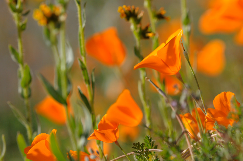 California Hillside Poppies & Fiddleneck wildflowers