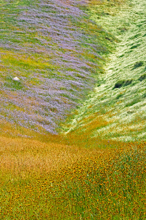 California Spring Hillside Wildflowers