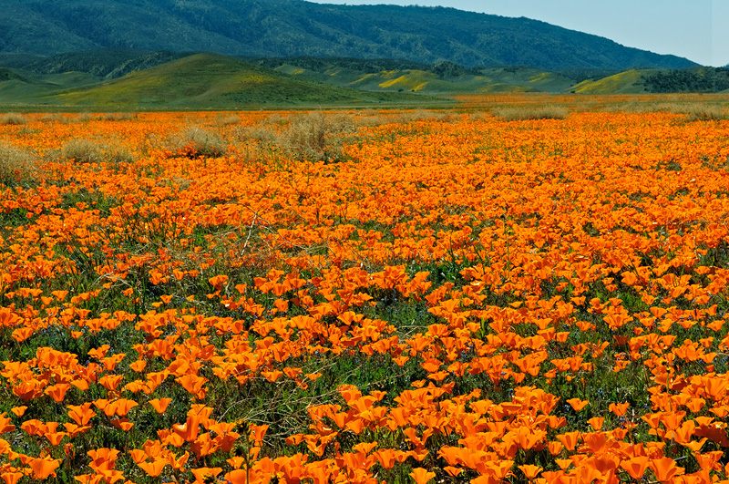Field covered with poppies in full bloom