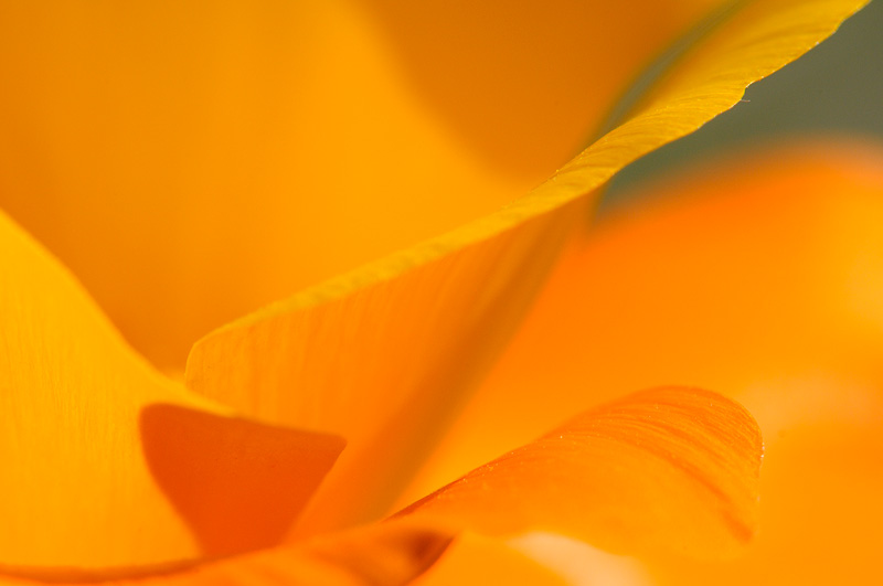 beautiful California poppy petals close up image