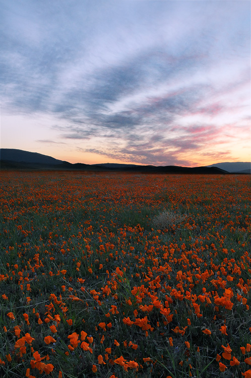 Field of poppies at sunset in SoCal