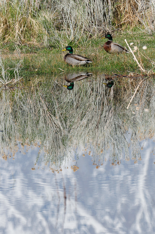 pair of mallard drakes with sierra reflection upon the water