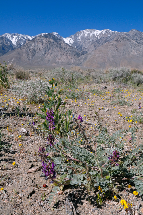 Desert Wildflowers California