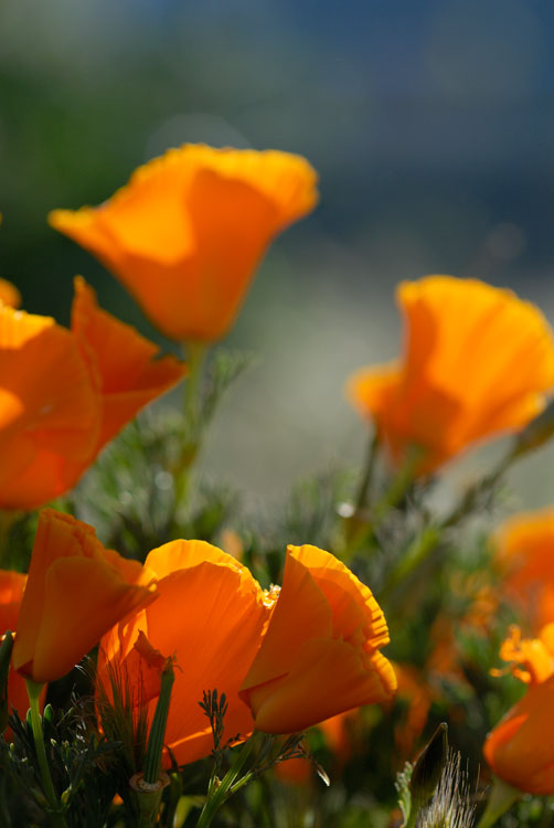 Gorman California Poppies in bloom
