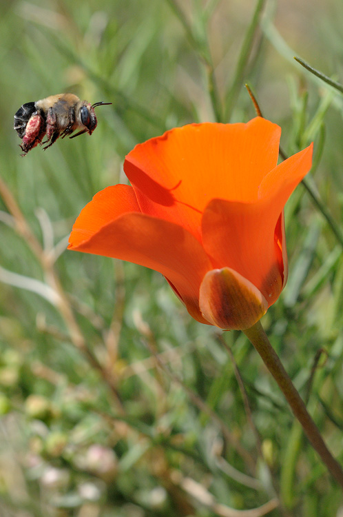desert bee and a Kennedys Mariposa lily