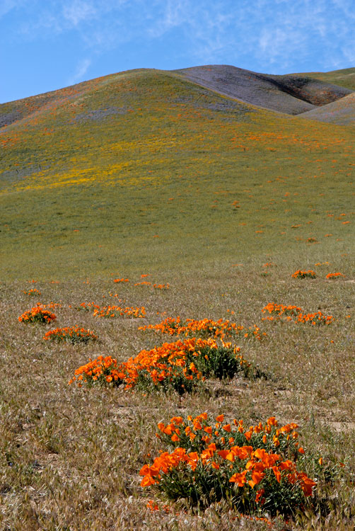 wildflowers paint the hills with color