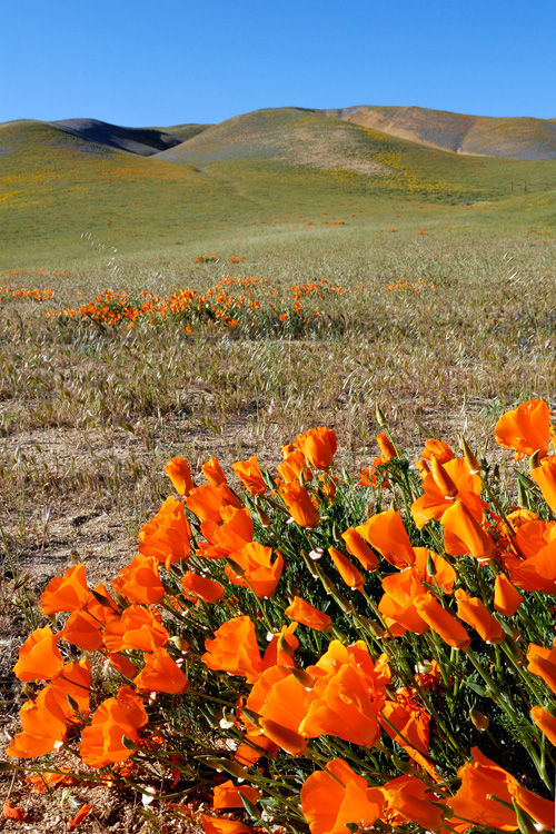 Gorman hills covered with wildflowers